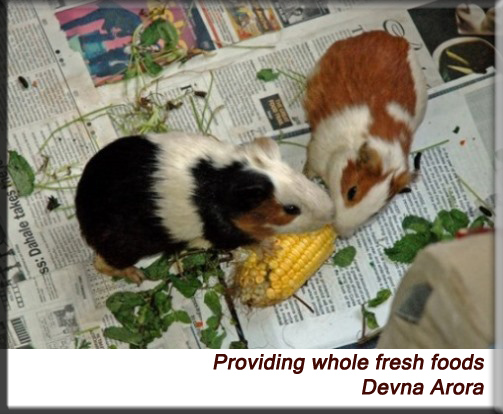 Devna Arora - Guinea pigs munching on corn